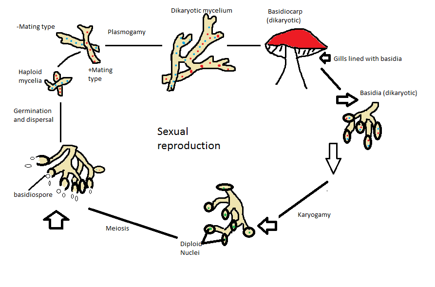 Fungi Reproduction 